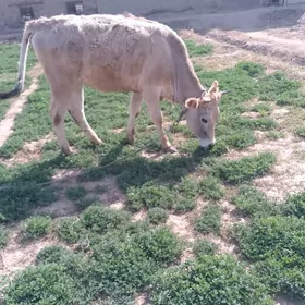 sygyr bogaz gulajyn.