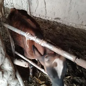 1 yasyndaky okuzceler