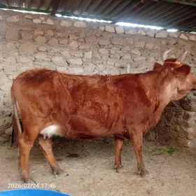 sygyr 1 guzlan beyleki 3 guzla