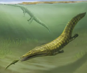 250 million ýyllyk deňiz amfibiýasynyň galyndylary mezozoý eýýamynyň ýyrtyjylary baradaky syrlary açdy