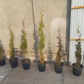 йолка  туйа  ве заборник