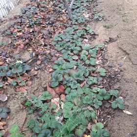 Klubnika wyşşyý sort