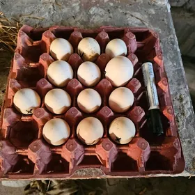 басйок йумурта сатлык