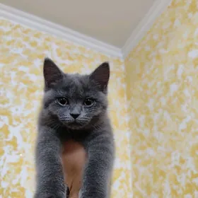 шотландский прямоушка срочна