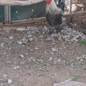 Гигант хораз