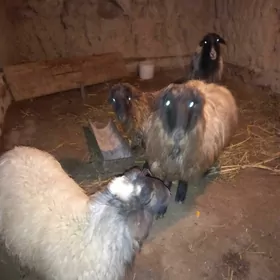 Goýun, goç we guzy