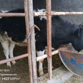 okuz gibirit galisdeyin