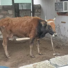 голели сыгыр