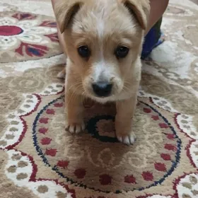 срочно отдам в добрые руки