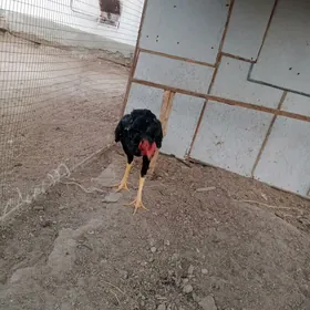 horaz we o samo meki