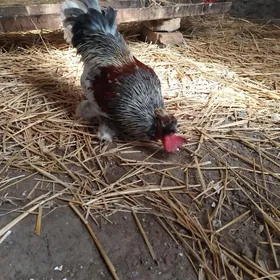 troyka karlik horazlar