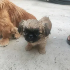 Пекинес , Pekines