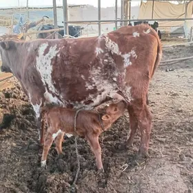 саглык инек