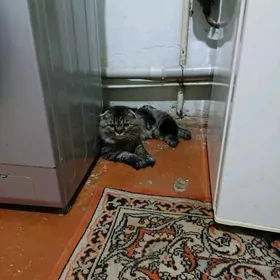 Şotlanskiỳ erkek pişik