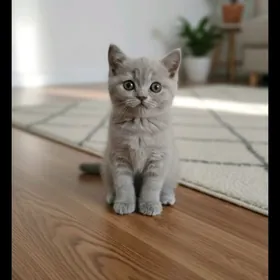 шотландская лиловая