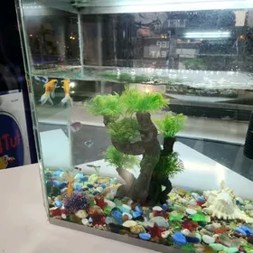 Akwarium