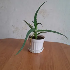 продаётя алое цветы