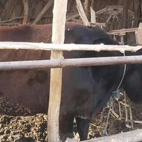 хожекли сыгыр