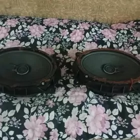 öküz kele yz kalonkalar