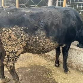 sygyr bogaz  çorny postra