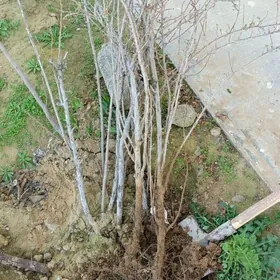 smorodina şitil miwe berya