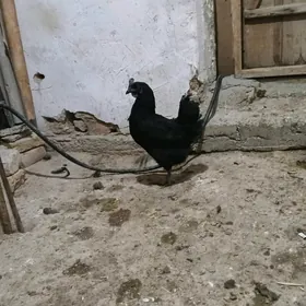 lakadeyzi gara etli horaz