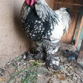 хораз силвер брама