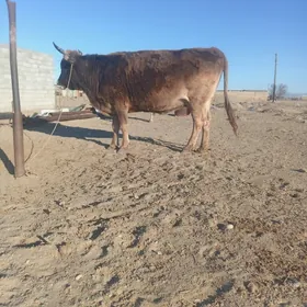 Sıwes sygyr arassa sıwes