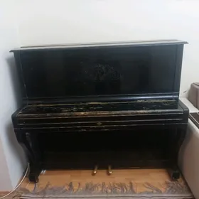 ПИОНИНА БЕЛАРУС