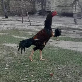 BAŸTSY HOROZ ŸAPON ŞAMO.