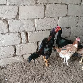 байсовый.  тохумй