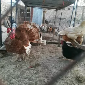 Гызыл индюк