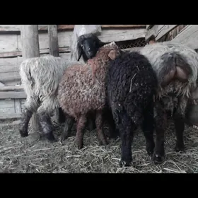 АРАССА ЕЛИН ИЙМЛЕНЕН