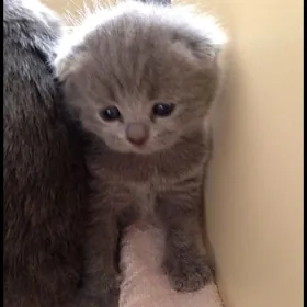 sotlan paroda pisikler