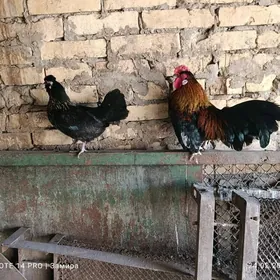 японский серама катыш