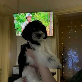 мальтипу щенок