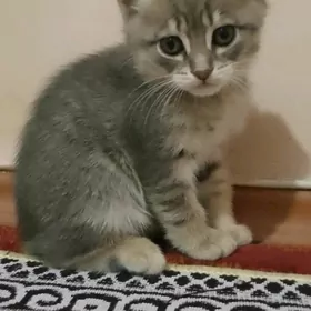 котёнок мальчик