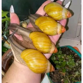 улитки ахатины