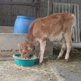 Dūwe de öküzem bar