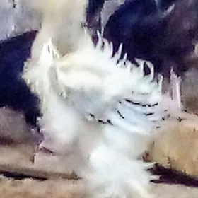 paroda towuk jùýje