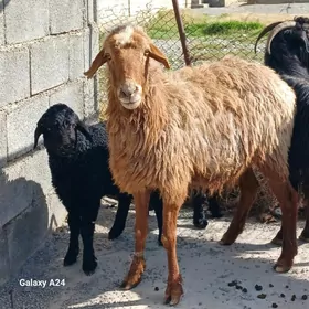 guzly.  goÿun    owlokly.    g