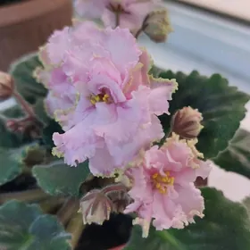 цветы фиалки fialka gul