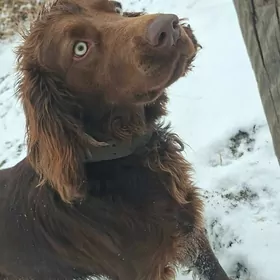 Спаниель для спаривание