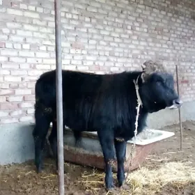 Öküzler Şiwet Tohum 3 sanak