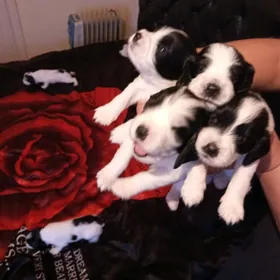 Спаниель Чистокровный