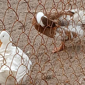 ordek yumrtga we ordek