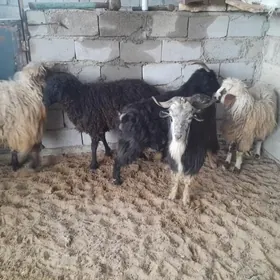 guzly goyyn awlakly geci