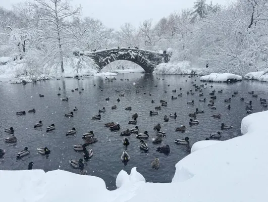 ABŞ-nyň gündogar kenarýakasynda güýçli gar höküm ýöredýär. Boýy bilen gara çümen Nýu-Ýorkuň suratlary