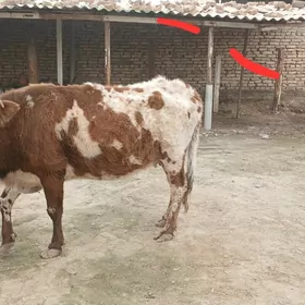 Bakylyp  duran Sygyr