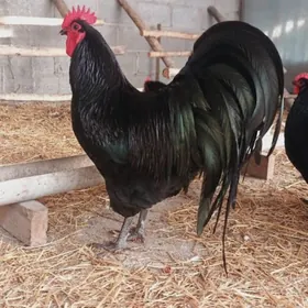 Австролорп обменAwstrolorp Ob